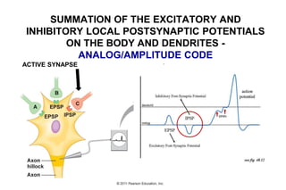 ACTIVE SYNAPSE
SUMMATION OF THE EXCITATORY AND
INHIBITORY LOCAL POSTSYNAPTIC POTENTIALS
ON THE BODY AND DENDRITES -
ANALOG/AMPLITUDE CODE
 