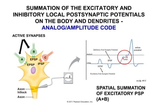 SPATIAL SUMMATION
OF EXCITATORY PSP
(A+B)
ACTIVE SYNAPSES
SUMMATION OF THE EXCITATORY AND
INHIBITORY LOCAL POSTSYNAPTIC POTENTIALS
ON THE BODY AND DENDRITES -
ANALOG/AMPLITUDE CODE
 