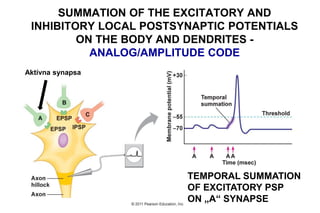 TEMPORAL SUMMATION
OF EXCITATORY PSP
ON „A“ SYNAPSE
Aktívna synapsa
SUMMATION OF THE EXCITATORY AND
INHIBITORY LOCAL POSTSYNAPTIC POTENTIALS
ON THE BODY AND DENDRITES -
ANALOG/AMPLITUDE CODE
 