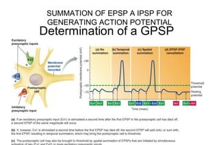 SUMMATION OF EPSP A IPSP FOR
GENERATING ACTION POTENTIAL
 