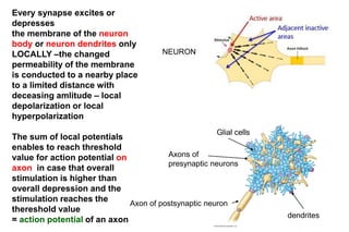 Every synapse excites or
depresses
the membrane of the neuron
body or neuron dendrites only
LOCALLY –the changed
permeability of the membrane
is conducted to a nearby place
to a limited distance with
deceasing amlitude – local
depolarization or local
hyperpolarization
The sum of local potentials
enables to reach threshold
value for action potential on
axon in case that overall
stimulation is higher than
overall depression and the
stimulation reaches the
thereshold value
= action potential of an axon
NEURON
dendrites
Glial cells
Axon of postsynaptic neuron
Axons of
presynaptic neurons
 