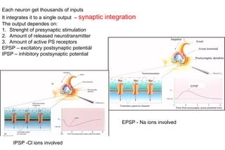 Each neuron get thousands of inputs
It integrates it to a single output – synaptic integration
The output dependes on:
1. Strenght of presynaptic stimulation
2. Amount of released neurotransmitter
3. Amount of active PS receptors
EPSP – excitatory postsynaptic potentiál
IPSP – inhibitory postsynaptic potential
IPSP -Cl ions involved
EPSP - Na ions involved
 