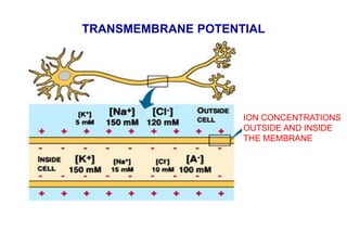 TRANSMEMBRANE POTENTIAL
ION CONCENTRATIONS
OUTSIDE AND INSIDE
THE MEMBRANE
 