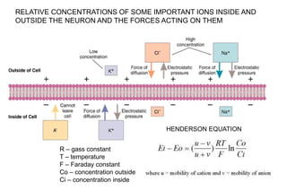 RELATIVE CONCENTRATIONS OF SOME IMPORTANT IONS INSIDE AND
OUTSIDE THE NEURON AND THE FORCES ACTING ON THEM
HENDERSON EQUATION
R – gass constant
T – temperature
F – Faraday constant
Co – concentration outside
Ci – concentration inside
 