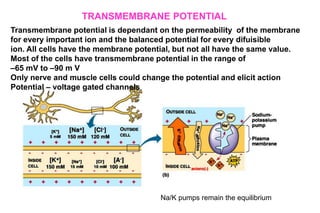 TRANSMEMBRANE POTENTIAL
Transmembrane potential is dependant on the permeability of the membrane
for every important ion and the balanced potential for every difuisible
ion. All cells have the membrane potential, but not all have the same value.
Most of the cells have transmembrane potential in the range of
–65 mV to –90 m V
Only nerve and muscle cells could change the potential and elicit action
Potential – voltage gated channels
Na/K pumps remain the equilibrium
 
