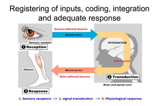 Registering of inputs, coding, integration
and adequate response
 