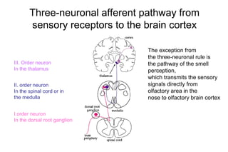 Three-neuronal afferent pathway from
sensory receptors to the brain cortex
I.order neuron
In the dorsal root ganglion
II. order neuron
In the spinal cord or in
the medulla
III. Order neuron
In the thalamus
The exception from
the three-neuronal rule is
the pathway of the smell
perception,
which transmits the sensory
signals directly from
olfactory area in the
nose to olfactory brain cortex
 