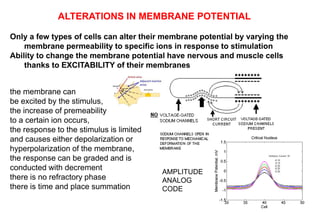 Only a few types of cells can alter their membrane potential by varying the
membrane permeability to specific ions in response to stimulation
Ability to change the membrane potential have nervous and muscle cells
thanks to EXCITABILITY of their membranes
the membrane can
be excited by the stimulus,
the increase of premeability
to a certain ion occurs,
the response to the stimulus is limited
and causes either depolarization or
hyperpolarization of the membrane,
the response can be graded and is
conducted with decrement
there is no refractory phase
there is time and place summation
ALTERATIONS IN MEMBRANE POTENTIAL
AMPLITUDE
ANALOG
CODE
 
