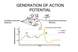 GENERATION OF ACTION
POTENTIAL
Excitable membrane
ANALOG
Conductive membrane
DIGITAL
 