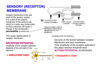 receptor membrane is the real
heart of the sensory system.
It is a part of the plasma
membrane of the sensory cell,
which is in some way constructed
so that a stimulus will cause a
change in the membrane's
permeability to some ion.
This causes depolarization of
receptor membrane –
RECEPTOR POTENTIAL
amplitude of the receptor potential
depends of the strength of the
stimulus
= AMPLITUDE CODE
SENSORY (RECEPTOR)
MEMBRANE
Occures on the border between receptor
Membrane and axon membrane
If the amplitude of the receptor potential in
this place reaches threshold level
ACTION POTENTIAL IS INITIATED
= FREQUENCY CODE
 