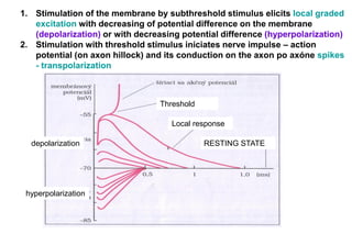 1. Stimulation of the membrane by subthreshold stimulus elicits local graded
excitation with decreasing of potential difference on the membrane
(depolarization) or with decreasing potential difference (hyperpolarization)
2. Stimulation with threshold stimulus iniciates nerve impulse – action
potential (on axon hillock) and its conduction on the axon po axóne spikes
- transpolarization
RESTING STATE
depolarization
hyperpolarization
Threshold
Local response
 