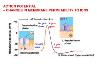 ACTION POTENTIAL
– CHANGES IN MEMBRANE PERMEABILITY TO IONS
AP time duration 4ms
 
