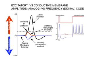 EXCITATORY VS CONDUCTIVE MEMBRANE
AMPLITUDE (ANALOG) VS FREQUENCY (DIGITAL) CODE
 