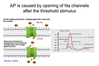 AP is caused by opening of Na channels
after the threshold stimulus
 