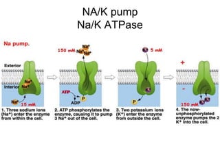 NA/K pump
Na/K ATPase
 