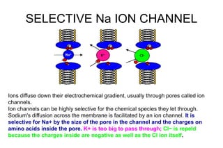 SELECTIVE Na ION CHANNEL
Ions diffuse down their electrochemical gradient, usually through pores called ion
channels.
Ion channels can be highly selective for the chemical species they let through.
Sodium's diffusion across the membrane is facilitated by an ion channel. It is
selective for Na+ by the size of the pore in the channel and the charges on
amino acids inside the pore. K+ is too big to pass through; Cl− is repeld
because the charges inside are negative as well as the Cl ion itself.
 