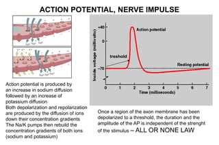 Action potential is produced by
an increase in sodium diffusion
followed by an increase of
potassium diffusion
Both depolarization and repolarization
are produced by the diffusion of ions
down their concentration gradients
The Na/K pumps then rebuild the
concentration gradients of both ions
(sodium and potassium)
ACTION POTENTIAL, NERVE IMPULSE
treshold
Once a region of the axon membrane has been
depolarized to a threshold, the duration and the
amplitude of the AP is independent of the strenght
of the stimulus – ALL OR NONE LAW
 