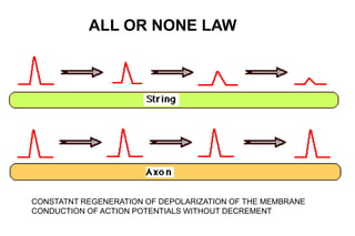 ALL OR NONE LAW
CONSTATNT REGENERATION OF DEPOLARIZATION OF THE MEMBRANE
CONDUCTION OF ACTION POTENTIALS WITHOUT DECREMENT
 