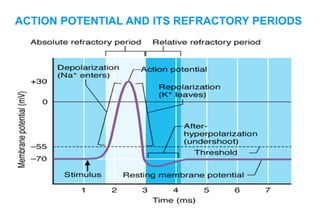 ACTION POTENTIAL AND ITS REFRACTORY PERIODS
 