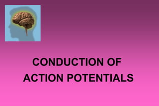 CONDUCTION OF
ACTION POTENTIALS
 