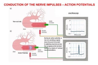 CONDUCTION OF THE NERVE IMPULSES – ACTION POTENTIALS
osciloscop
 