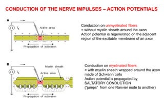 CONDUCTION OF THE NERVE IMPULSES – ACTION POTENTIALS
Conduction on unmyelinated fibers
= without myelin sheath around the axon
Action potential is regenerated on the adjacent
region of the excitable membrane of an axon
Conduction on myelinated fibers
= with myelin sheath wrapped around the axon
made of Schwann cells
Action potential is propagated by
SALTATORY CONDUCTION
(“jumps” from one Ranvier node to another)
 