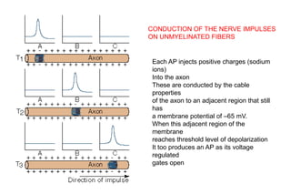 CONDUCTION OF THE NERVE IMPULSES
ON UNMYELINATED FIBERS
Each AP injects positive charges (sodium
ions)
Into the axon
These are conducted by the cable
properties
of the axon to an adjacent region that still
has
a membrane potential of –65 mV.
When this adjacent region of the
membrane
reaches threshold level of depolarization
It too produces an AP as its voltage
regulated
gates open
 