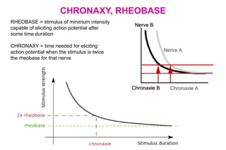 CHRONAXY, RHEOBASE
RHEOBASE = stimulus of minimum intensity
capable of eliciting action potential after
some time duration
CHRONAXY = time needed for eliciting
action potential when the stimulus is twice
the rheobase for that nerve
 
