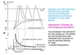 DIAGRAM OF TIME DURATION
NEEDED FOR ELICITING
THE ACTION POTENTIAL
DEPENDING ON STIMULUS
INTENSITY IN THE SAME
NERVE
FREQUENCY CODING OF
THE STIMULUS INTENSITY
THE STONGER THE INTENSITY
OF THE STIMULUS, THE MORE
ACTION POTENTIALS ARE
TRANSMITTED VIA AXON TO
CNS IN CERTAIN PERIOD
OF TIME
= HIGHER FREQUENCY
 