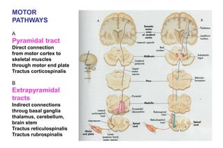 MOTOR
PATHWAYS
A
Pyramidal tract
Direct connection
from motor cortex to
skeletal muscles
through motor end plate
Tractus corticospinalis
B
Extrapyramidal
tracts
Indirect connections
throug basal ganglia
thalamus, cerebellum,
brain stem
Tractus reticulospinalis
Tractus rubrospinalis
 