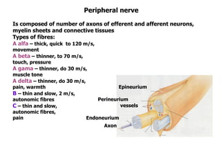 Epineurium
Endoneurium
Axon
Peripheral nerve
Is composed of number of axons of efferent and afferent neurons,
myelin sheets and connective tissues
Types of fibres:
A alfa – thick, quick to 120 m/s,
movement
A beta – thinner, to 70 m/s,
touch, pressure
A gama – thinner, do 30 m/s,
muscle tone
A delta – thinner, do 30 m/s,
pain, warmth
B – thin and slow, 2 m/s,
autonomic fibres
C – thin and slow,
autonomic fibres,
pain
Perineurium
vessels
 