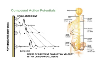 LATENCY
STIMULATION POINT
FIBERS OF DIFFERENT CONDUCTION VELOCITY
WITHIN ON PERIPHERAL NERVE
 