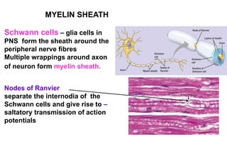 Schwann cells – glia cells in
PNS form the sheath around the
peripheral nerve fibres
Multiple wrappings around axon
of neuron form myelin sheath.
Nodes of Ranvier
separate the internodia of the
Schwann cells and give rise to –
saltatory transmission of action
potentials
MYELIN SHEATH
 