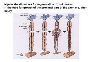 Myelin sheath serves for regeneration of cut nerves
– the tube for growth of the proximal part of the axon e.g. after
injury.
 