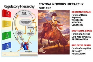 COGNITIVE BRAIN
(brain of Homo
Sapiens)
THINKING,
MEMORY,
LEARNING
EMOTIONAL BRAIN
(brain of a horse)
LIFE AND SPECIES
PRESERVATION
REFLEXIVE BRAIN
(brain of a reptile)
PRIMARY
PROTECTION
CENTRAL NERVOUS HIERARCHY
OUTLINE
 