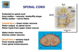 Protected in spinal cord
Gray matter – neurons –butterffly shape
White matter – nerve fibers
Ventral horn – lower motor neurons
Motor output to spinal nerve
Motor input from upper motor neuros
Alpha motor neurons
Gamma motor neurons
Dorsal horn – sensory input
From muscle spindles
From spinal innterneuorns
SPINAL CORD
 