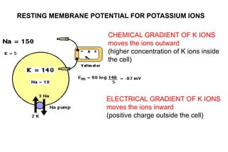 RESTING MEMBRANE POTENTIAL FOR POTASSIUM IONS
CHEMICAL GRADIENT OF K IONS
moves the ions outward
(higher concentration of K ions inside
the cell)
ELECTRICAL GRADIENT OF K IONS
moves the ions inward
(positive charge outside the cell)
 