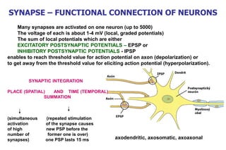 Many synapses are activated on one neuron (up to 5000)
The voltage of each is about 1-4 mV (local, graded potentials)
The sum of local potentials which are either
EXCITATORY POSTSYNAPTIC POTENTIALS – EPSP or
INHIBITORY POSTSYNAPTIC POTENTIALS - IPSP
enables to reach threshold value for action potential on axon (depolarization) or
to get away from the threshold value for eliciting action potential (hyperpolarization).
SYNAPTIC INTEGRATION
PLACE (SPATIAL) AND TIME (TEMPORAL)
SUMMATION
(simultaneous (repeated stimulation
activation of the synapse causes
of high new PSP before the
number of former one is over)
synapses) one PSP lasts 15 ms axodendritic, axosomatic, axoaxonal
SYNAPSE – FUNCTIONAL CONNECTION OF NEURONS
 