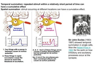 Temporal summation: repeated stimuli within a relatively short period of time can
have a cumulative effect
Spatial summation: stimuli occurring at different locations can have a cumulative effect.
Sir John Eccles (1903-
1997) showed temporal
summation in single cells.
Won the Nobel Prize in
1963 for his work on how
inhibitory and excitatory
processes occur at the
synapse.
 