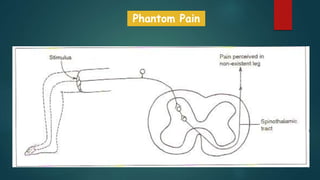 Neurophysiology of pain | PPTX