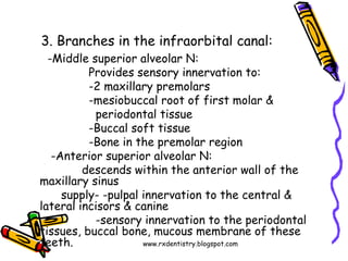 www.rxdentistry.blogspot.com
3. Branches in the infraorbital canal:
-Middle superior alveolar N:
Provides sensory innervat...