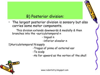 www.rxdentistry.blogspot.com
B) Posterior division:
• The largest posterior division is sensory but also
carries some moto...
