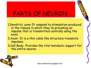 www.rxdentistry.blogspot.com
PARTS OF NEURON:
1.Dendritic zone-It respond to stimulation produced
in the tissues in which ...