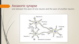 Neurophysiology | PPTX