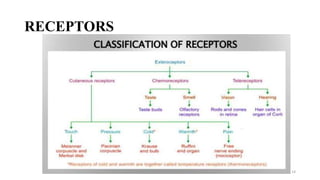 RECEPTORS
14
 