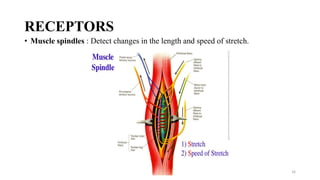 RECEPTORS
• Muscle spindles : Detect changes in the length and speed of stretch.
16
 