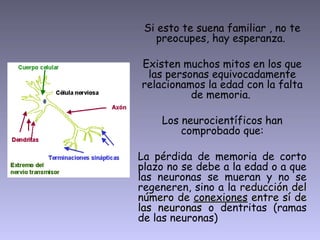 Si esto te suena familiar , no te
    preocupes, hay esperanza.

Existen muchos mitos en los que
 las personas equivocadamente
relacionamos la edad con la falta
          de memoria.

    Los neurocientíficos han
        comprobado que:

La pérdida de memoria de corto
plazo no se debe a la edad o a que
las neuronas se mueran y no se
regeneren, sino a la reducción del
número de conexiones entre sí de
las neuronas o dentritas (ramas
de las neuronas)
 