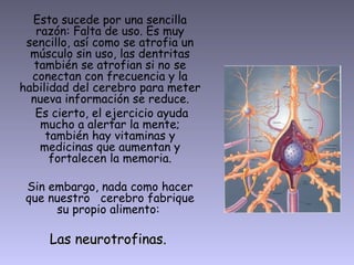 Esto sucede por una sencilla
   razón: Falta de uso. Es muy
 sencillo, así como se atrofia un
  músculo sin uso, las dentritas
  también se atrofian si no se
  conectan con frecuencia y la
habilidad del cerebro para meter
  nueva información se reduce.
   Es cierto, el ejercicio ayuda
    mucho a alertar la mente;
     también hay vitaminas y
    medicinas que aumentan y
      fortalecen la memoria.

 Sin embargo, nada como hacer
 que nuestro cerebro fabrique
      su propio alimento:

     Las neurotrofinas.
 