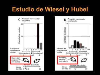 Estudio de Wiesel y Hubel 