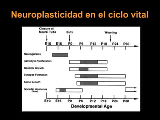 Neuroplasticidad en el ciclo vital 